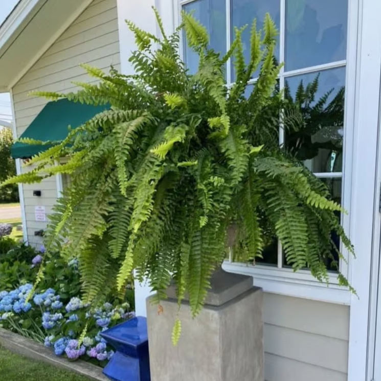 🌿 UV Resistant Lifelike Artificial Boston Fern